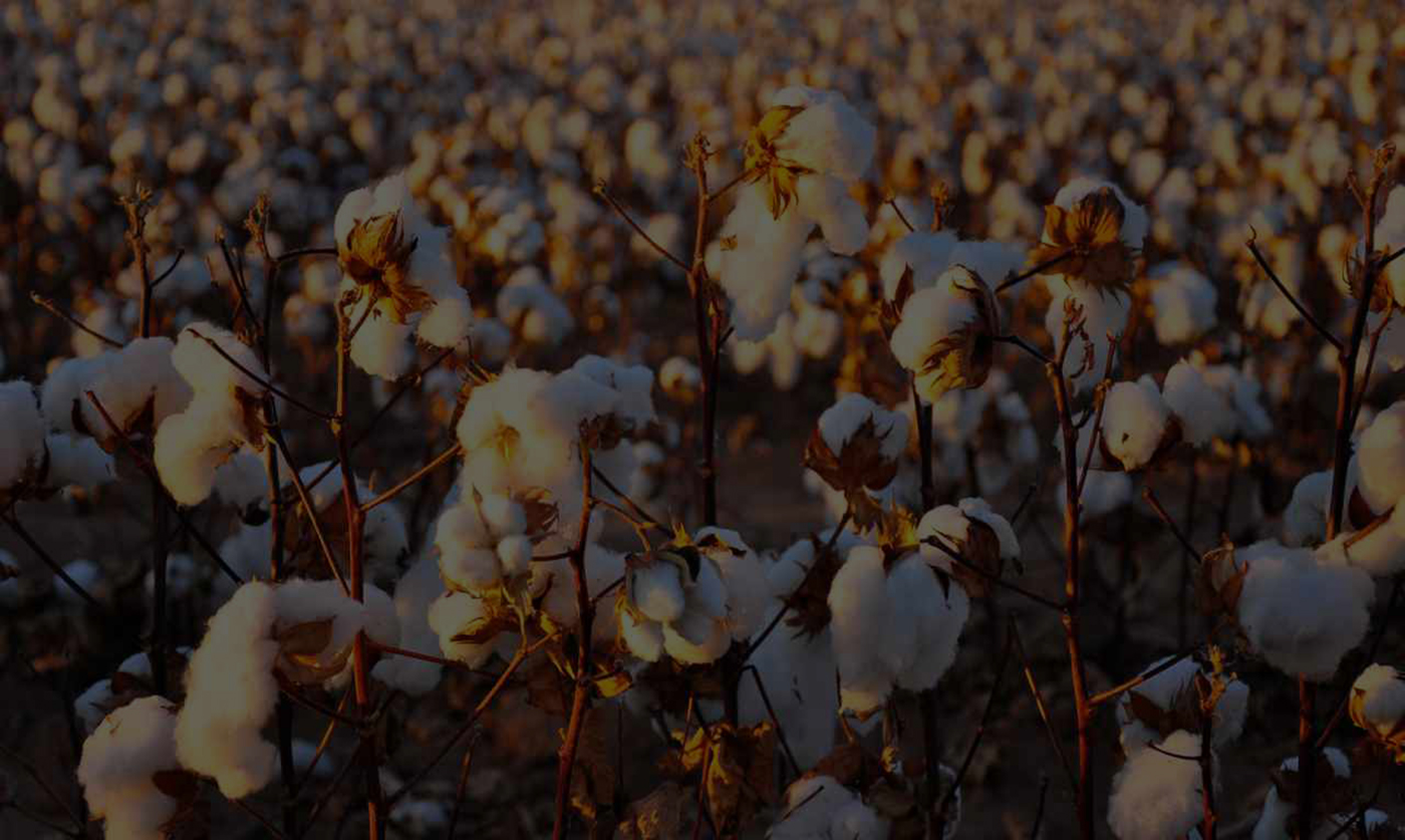 Navbharat Hybrid Cotton